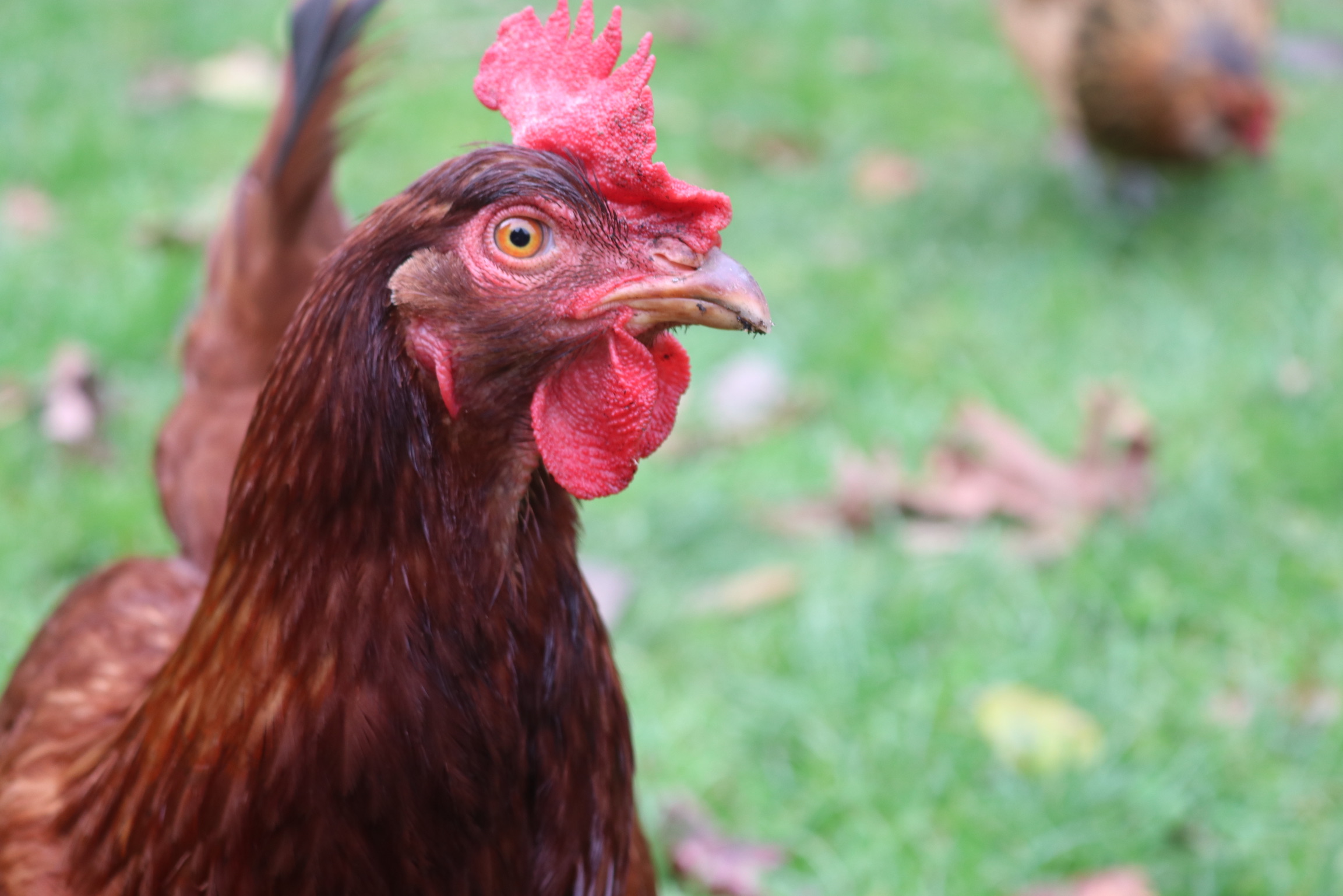 Chckiens Chickens – Highschool Homesteader